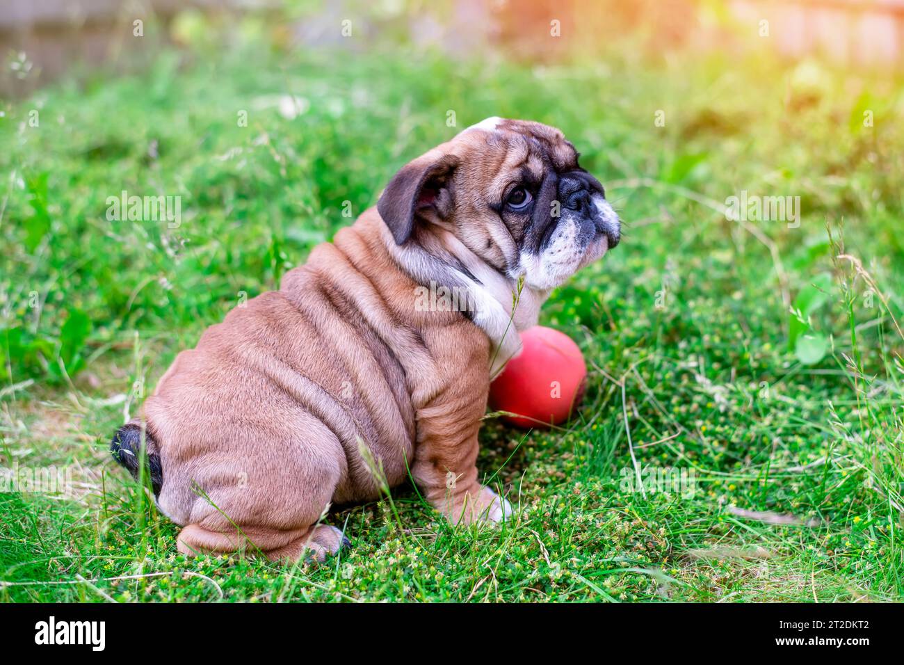 Chiot de Red English Bulldog assis sur l'herbe dans le jardin arrière avec jouet Banque D'Images