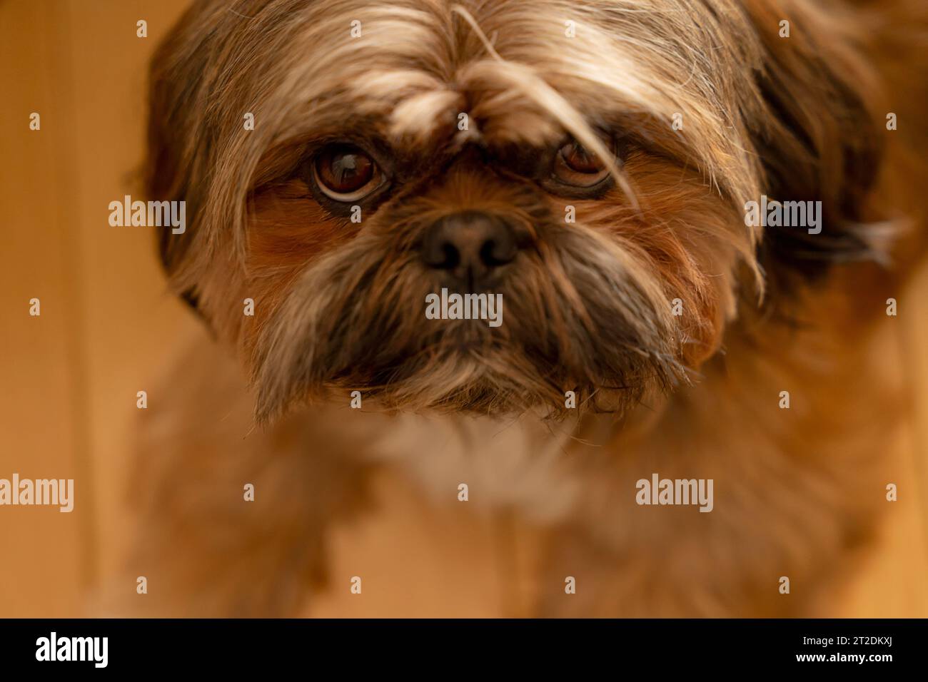 chien shih tzu à la maison. Temps libre et heureux avec les animaux à la maison concept Banque D'Images