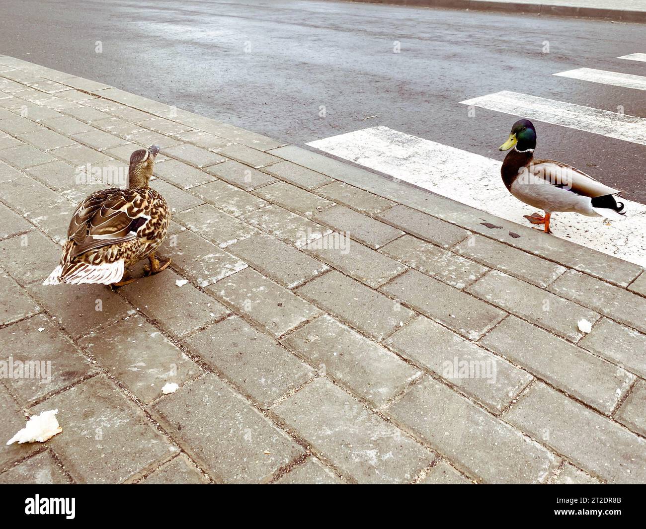 canards sur la route. les oiseaux traversent la route sur un passage piétonnier équipé pour les personnes. rayures blanches sur le trottoir, facilité de mouvement. Banque D'Images