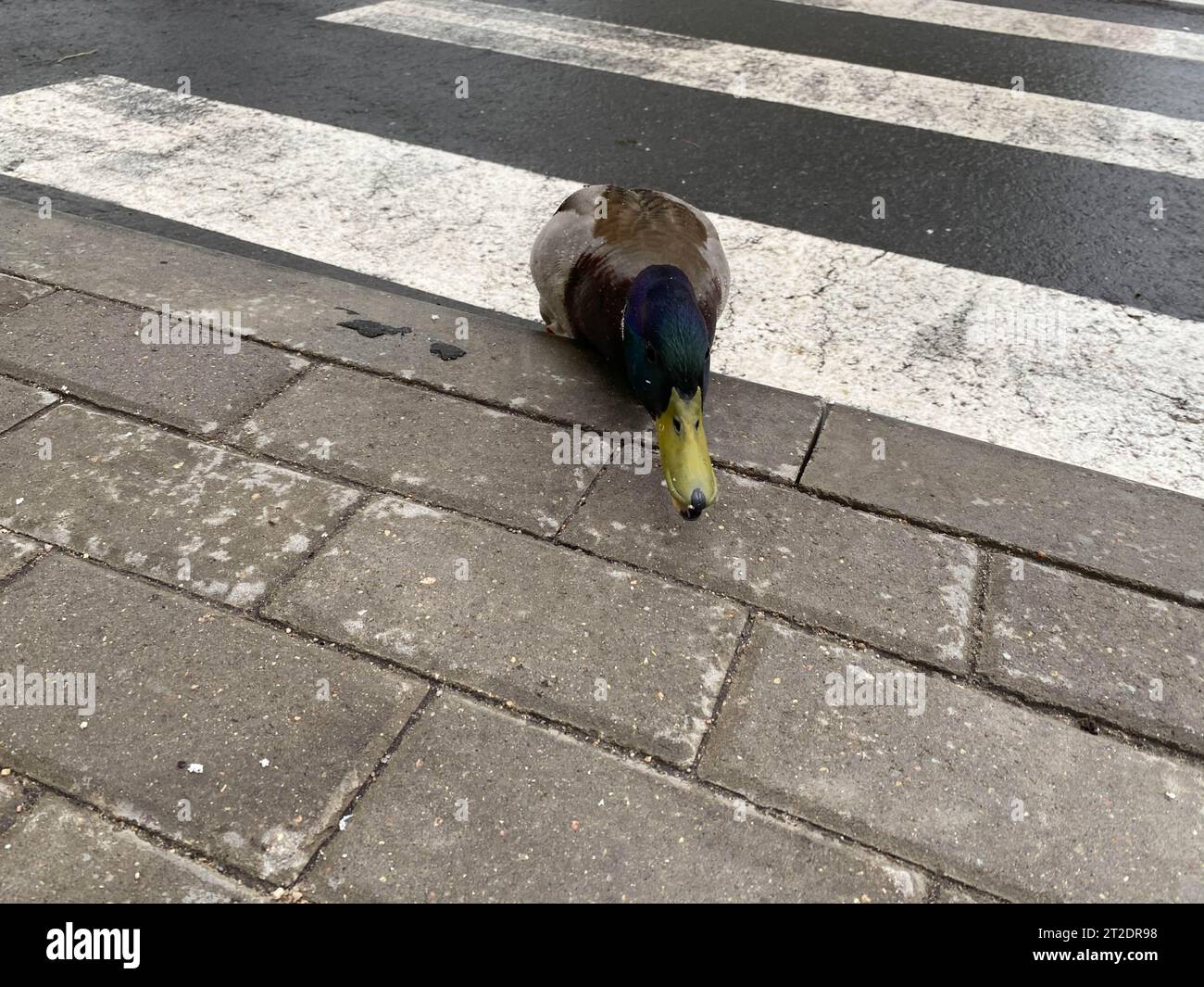 Un bel oiseau canard gris se promène sur l'asphalte à un passage piétonnier traverse la route dans une grande ville. Banque D'Images