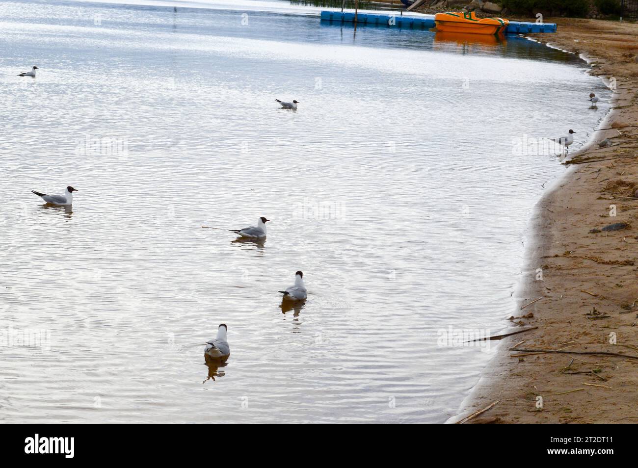 De nombreux goélands de canards d'oiseaux sur le lac avec l'eau trouble, jaune sur la plage sur la plage. Banque D'Images