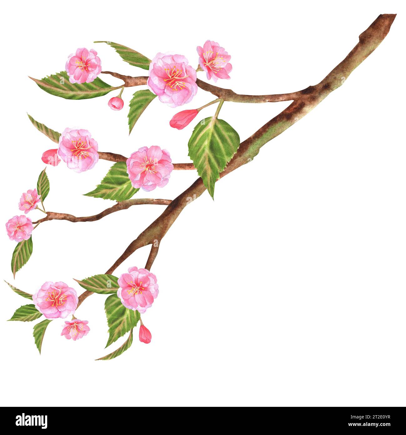 Illustration à l'aquarelle dessinée à la main. Belle branche de sakura (cerisier) avec des fleurs roses et des feuilles vertes Banque D'Images