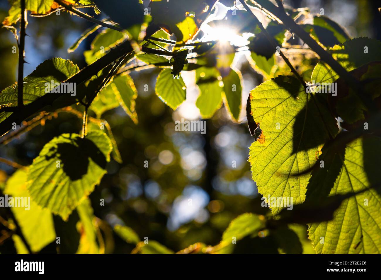 feuilles illuminées par la lumière du soleil dans la forêt. photo de fond nature ou environnement. concept de zéro carbone net ou empreinte carbone. Banque D'Images