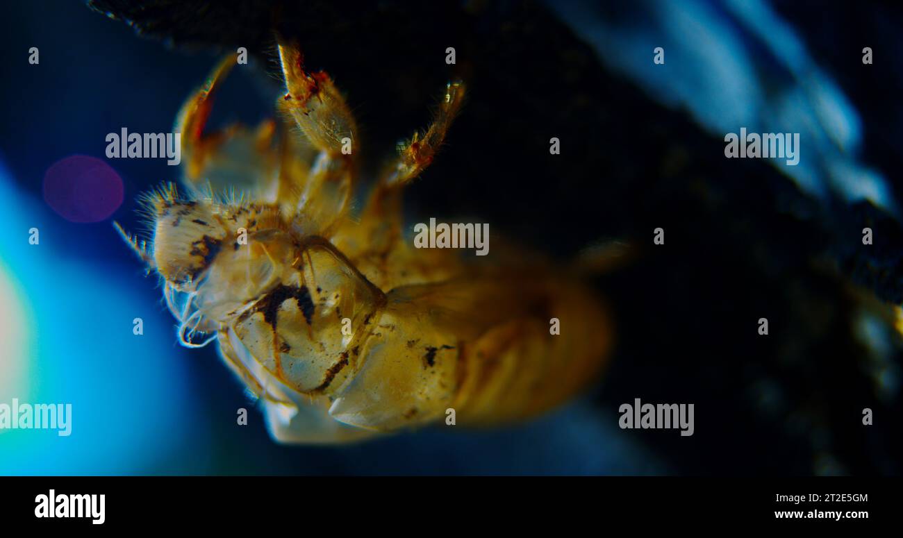Cicada exosquelette, peau, coquille, accroche à l'écorce ombragée de l'arbre hôte après mue. Qualité de couleur froide. #9,1 Banque D'Images