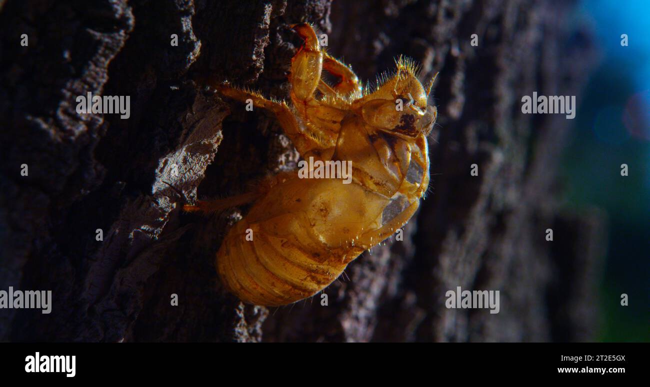 Cicada exosquelette mue s'accroche à l'écorce d'un arbre. Banque D'Images