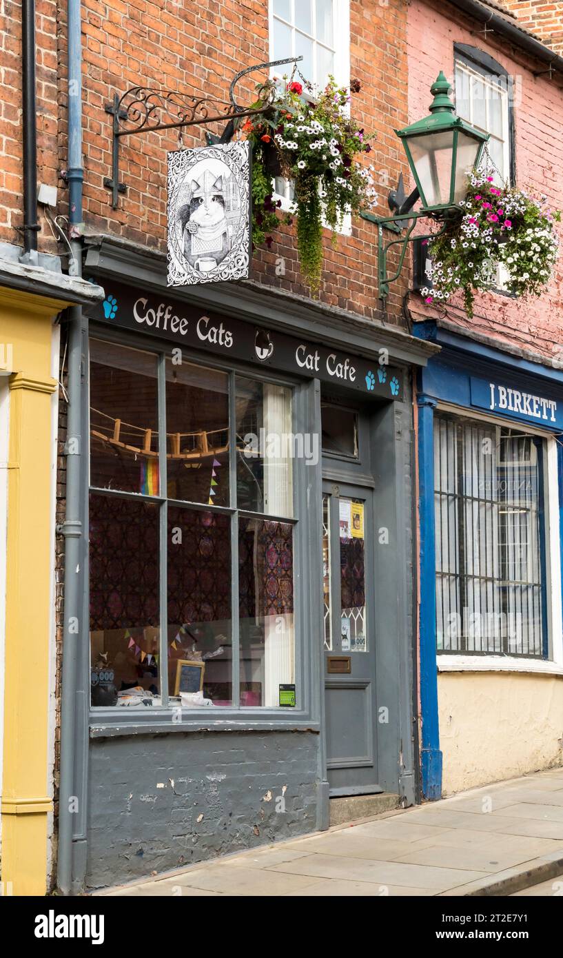 Coffee Cats Cat Cafe, The Strait, Lincoln City, Lincolnshire, Angleterre, ROYAUME-UNI Banque D'Images