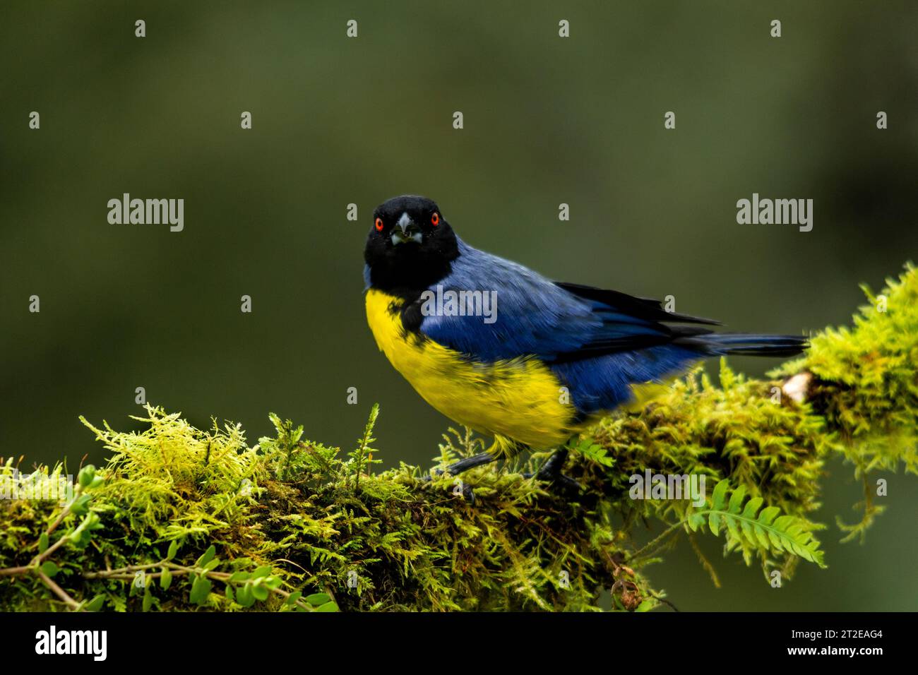Tanager de montagne à capuche (Buthraupis montana) Banque D'Images