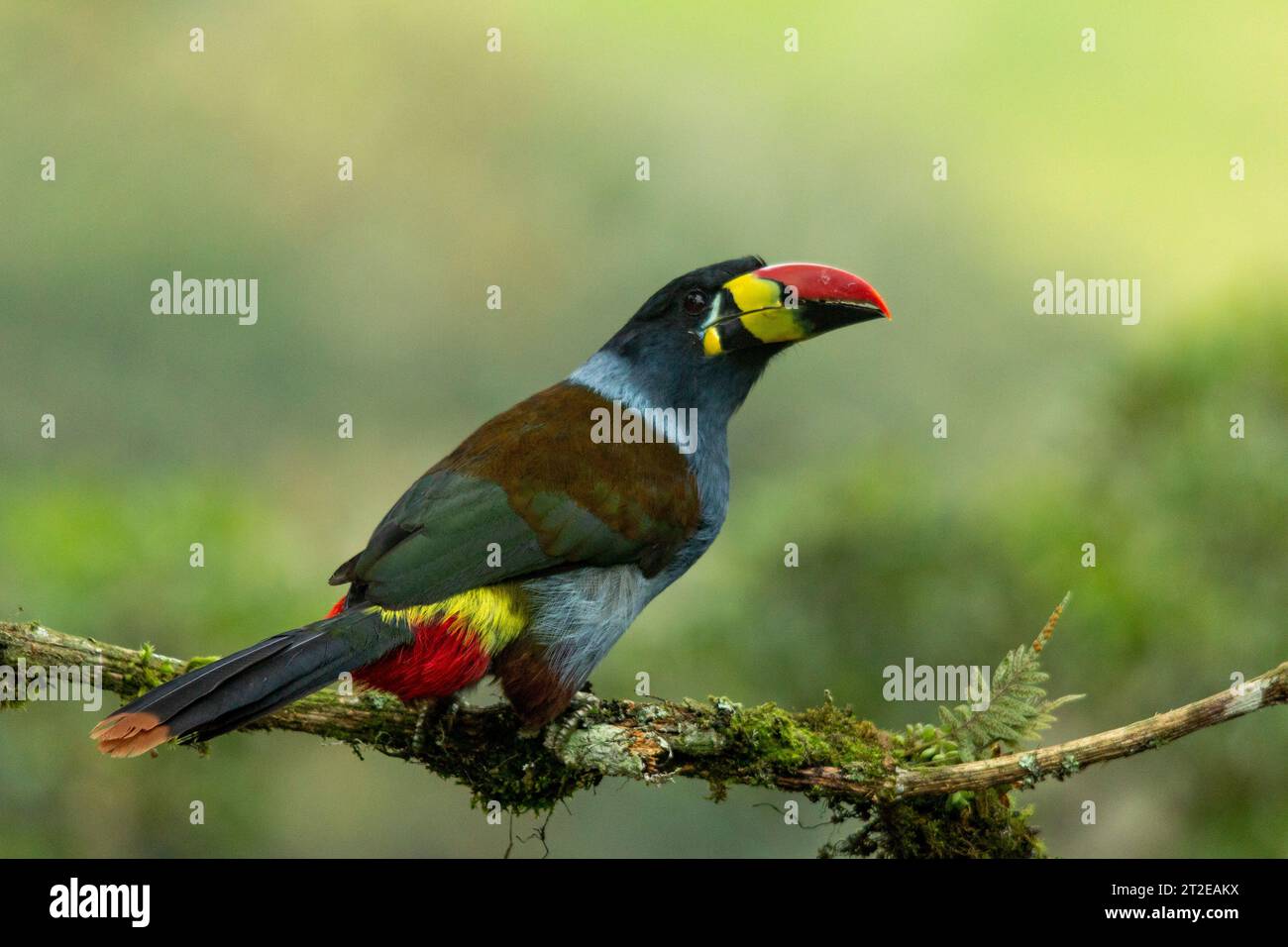 Montagne Toucan à poitrine grise (Andigena hypoglauca) perché sur la branche moussue, manizales, Colombie - stock photo Banque D'Images