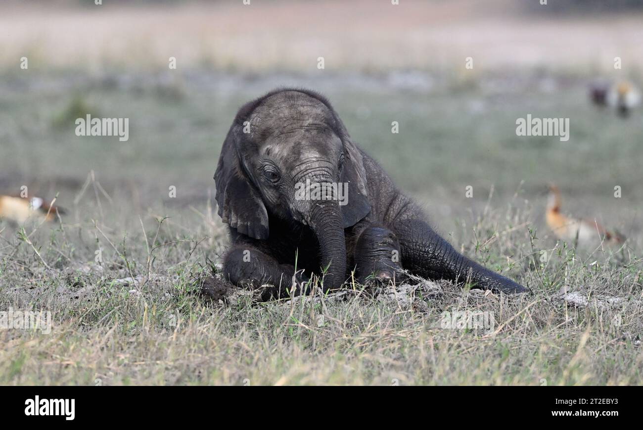 bébé éléphant assis dans l'herbe dans le parc national d'étouffement Banque D'Images