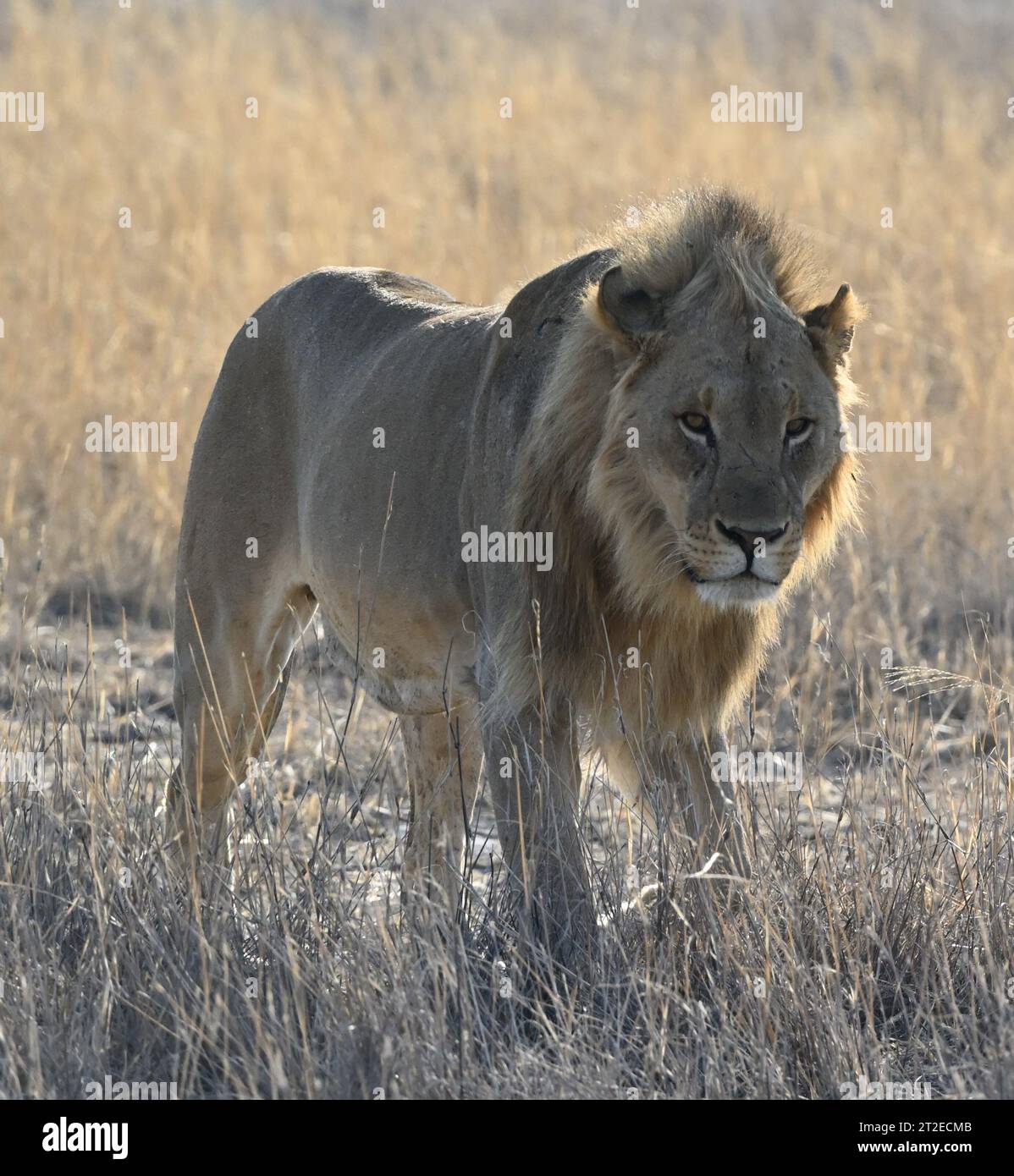 Gros plan d'un lion mâle marchant vers le spectateur, Etosha Park Banque D'Images