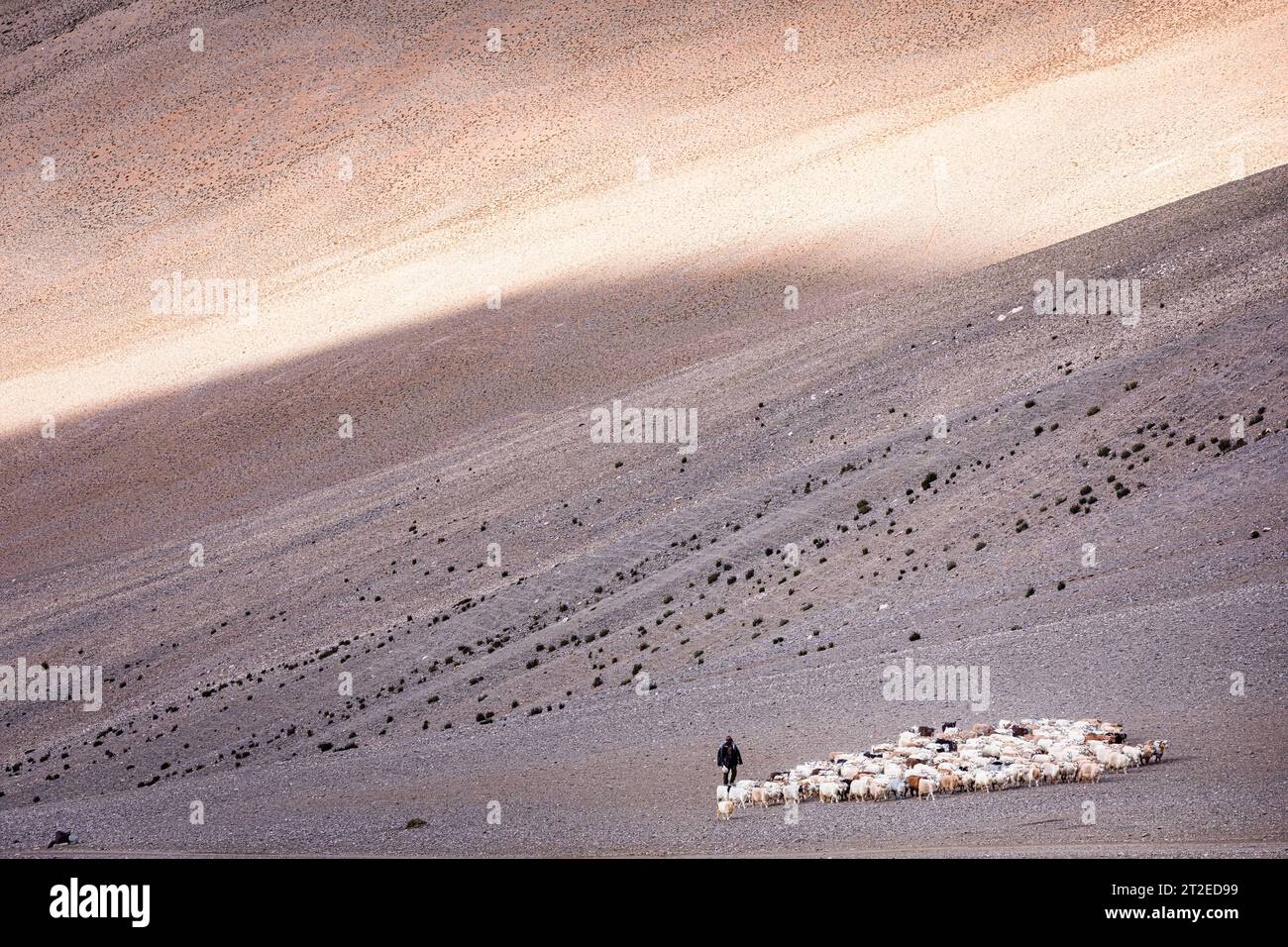 Changpa nomade avec chèvres Pashmina, Ladakh, Inde Banque D'Images
