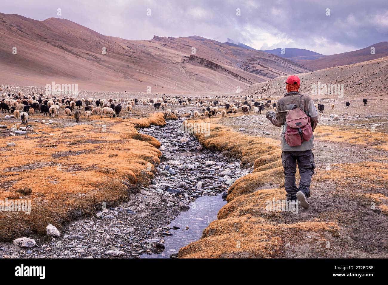 Changpa nomade avec chèvres Pashmina, Ladakh, Inde Banque D'Images