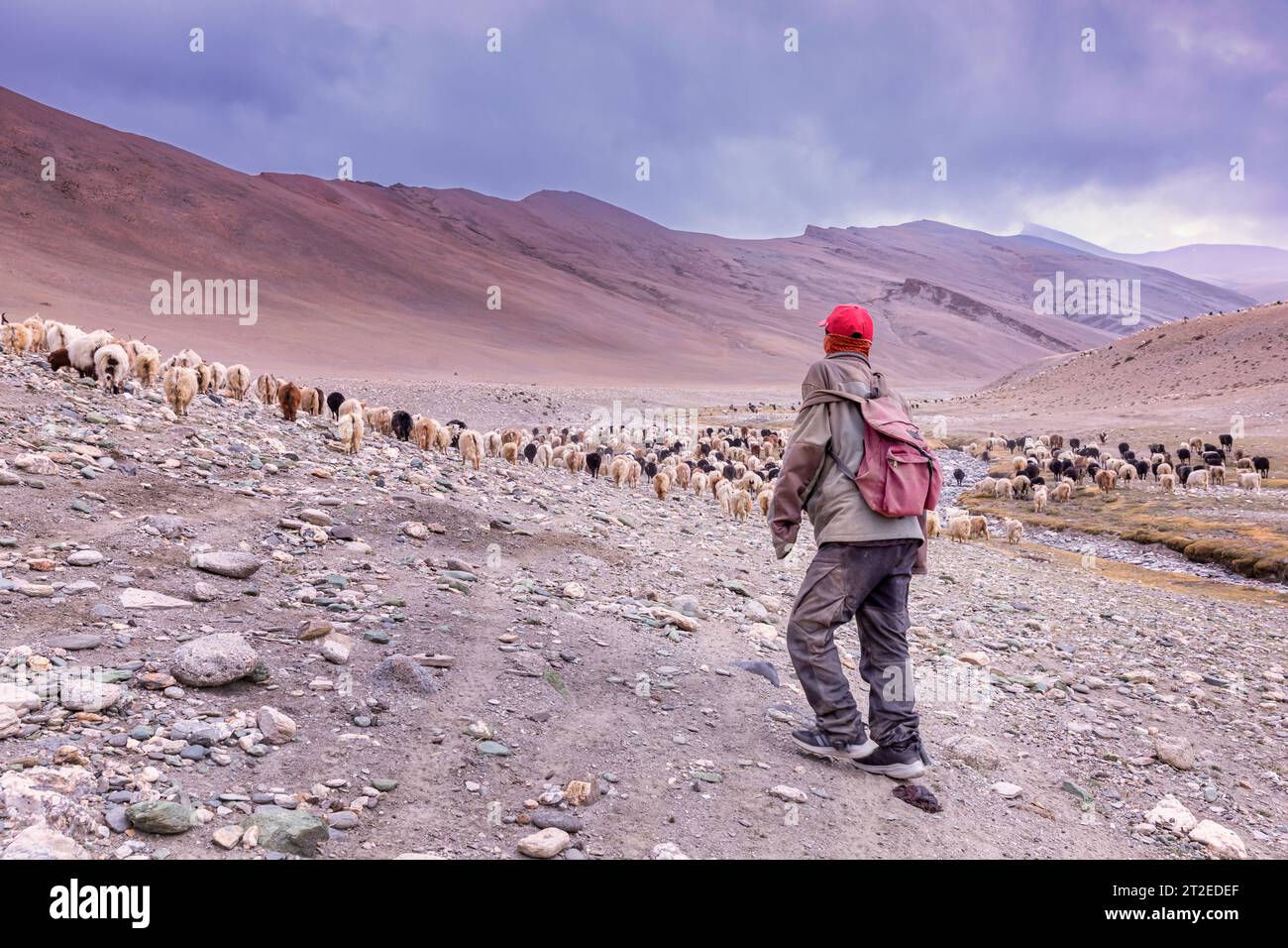 Changpa nomade avec chèvres Pashmina, Ladakh, Inde Banque D'Images