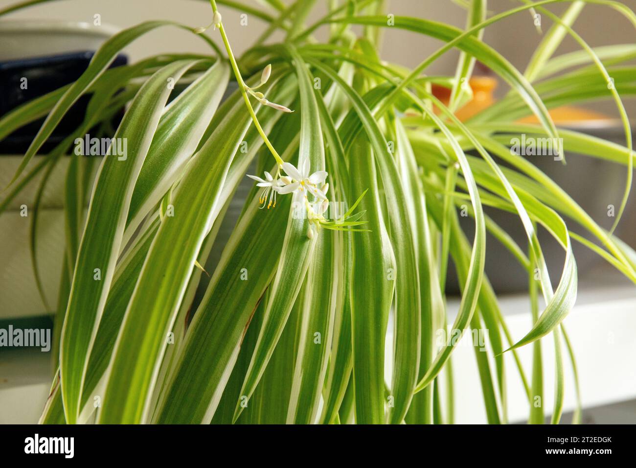 Fleur blanche de plante araignée (Chlorophytum comosum) dans un pot de maison. Spider Plant dans un pot avec fleur Banque D'Images