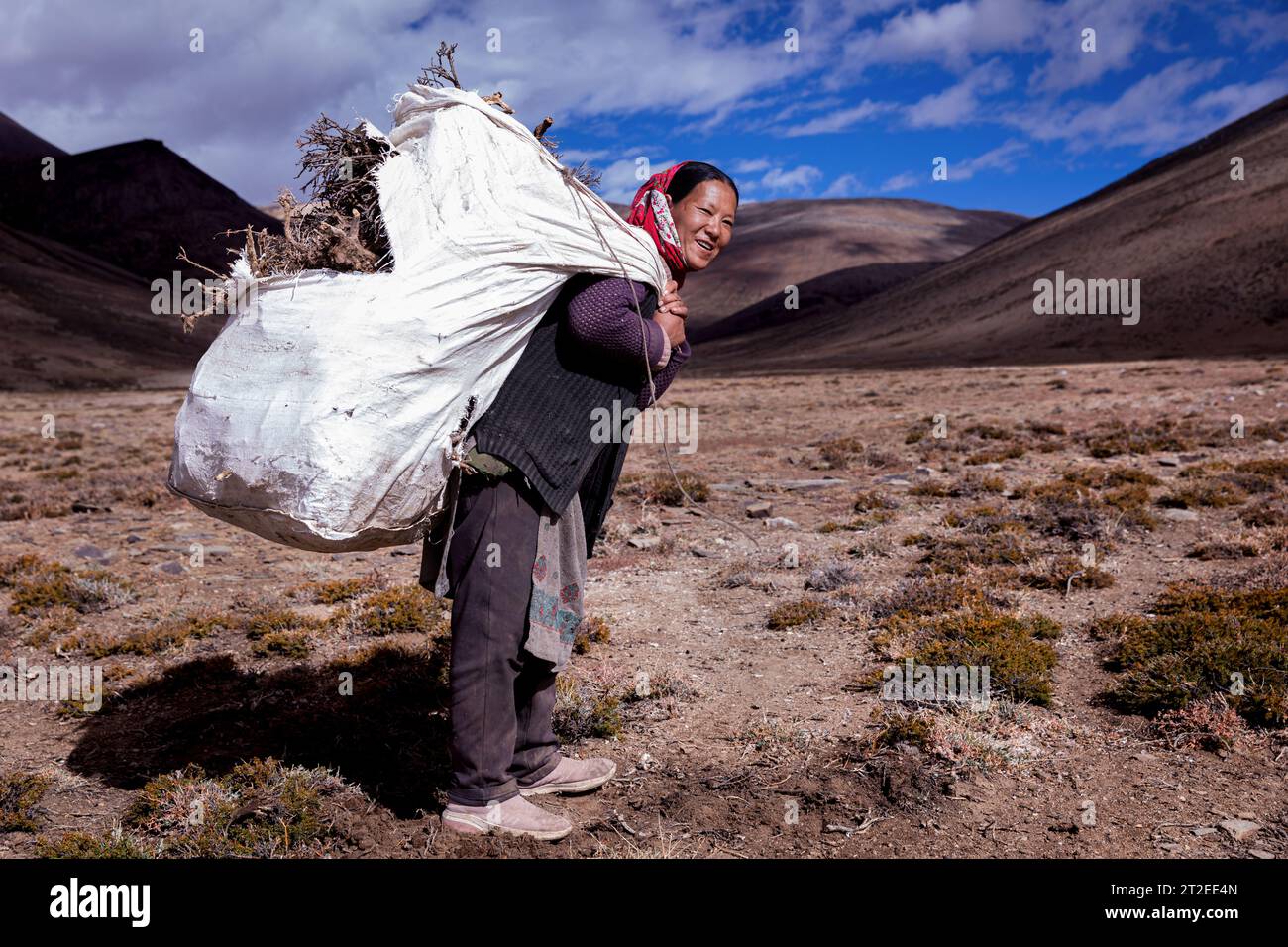 Un nomade Changpa recueille des brindilles et des racines pour faire du feu, Ladakh, Inde Banque D'Images