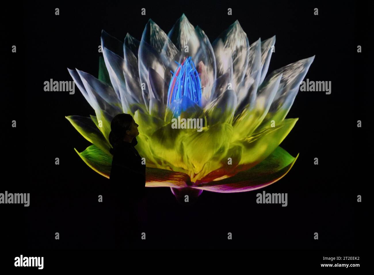 Un employé de Kew se penche sur Heterosis, une collection de jetons dynamiques non fongibles inspirés de la tulipe mania, lors d’une avant-première de Petrichor, une nouvelle exposition de l’artiste Mat Collishaw à la Shirley Sherwood Gallery of Botanical Art dans les Jardins botaniques royaux de Kew. Date de la photo : jeudi 19 octobre 2023. Banque D'Images