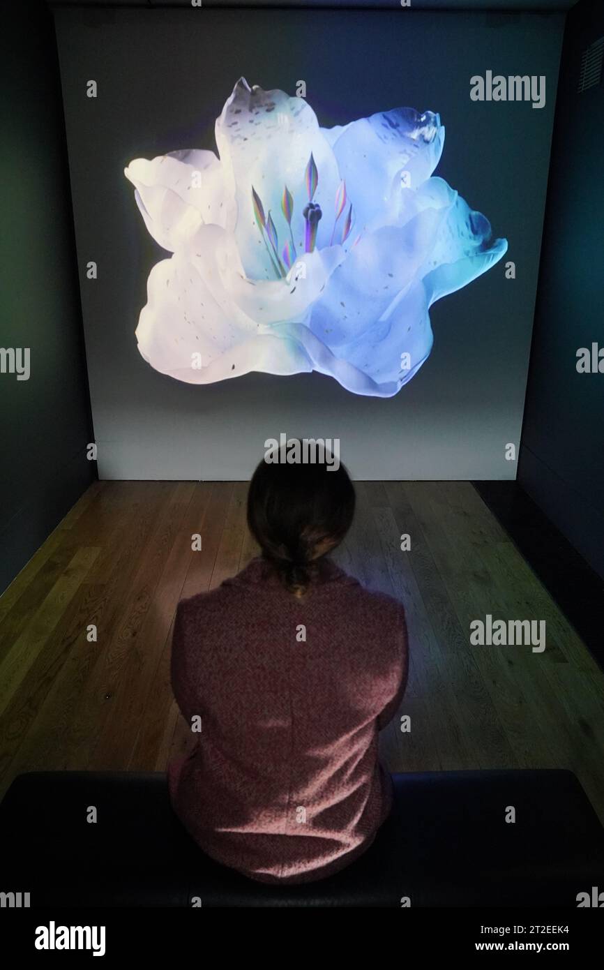 Un employé de Kew se penche sur Heterosis, une collection de jetons dynamiques non fongibles inspirés de la tulipe mania, lors d’une avant-première de Petrichor, une nouvelle exposition de l’artiste Mat Collishaw à la Shirley Sherwood Gallery of Botanical Art dans les Jardins botaniques royaux de Kew. Date de la photo : jeudi 19 octobre 2023. Banque D'Images