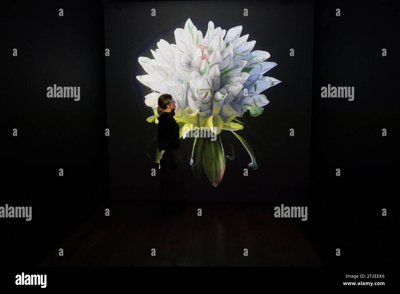 Un employé de Kew se penche sur Heterosis, une collection de jetons dynamiques non fongibles inspirés de la tulipe mania, lors d’une avant-première de Petrichor, une nouvelle exposition de l’artiste Mat Collishaw à la Shirley Sherwood Gallery of Botanical Art dans les Jardins botaniques royaux de Kew. Date de la photo : jeudi 19 octobre 2023. Banque D'Images