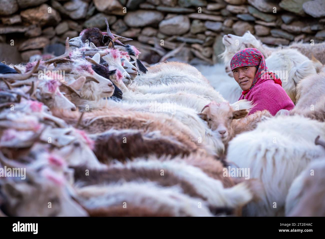 Les chèvres Changthangi ou Changpa sont traites par des nomades Changpa, au Ladakh, en Inde Banque D'Images