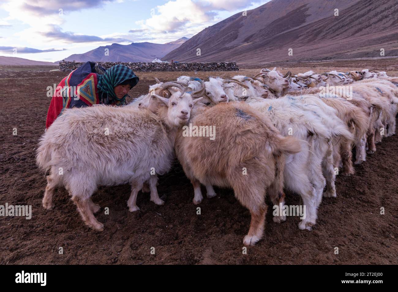 Les chèvres Changthangi ou Changpa sont traites par des nomades Changpa, au Ladakh, en Inde Banque D'Images