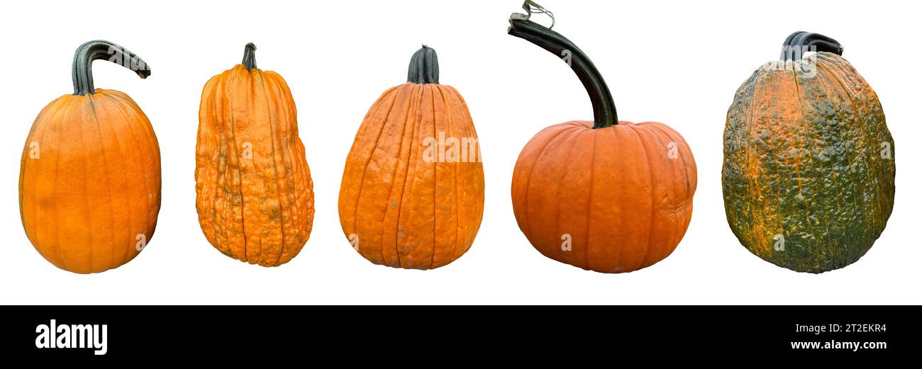 Ensemble de vraies citrouilles de différentes tailles, formes et textures isolées Banque D'Images