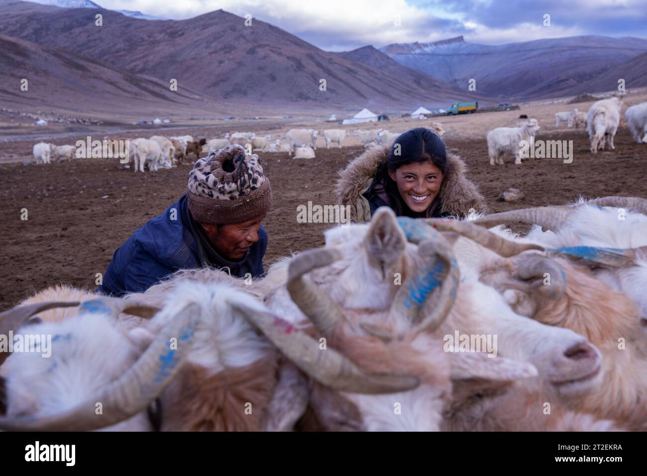 Les chèvres Changthangi ou Changpa sont traites par des nomades Changpa, au Ladakh, en Inde Banque D'Images