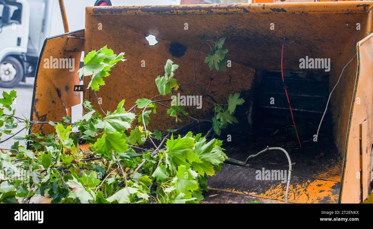 Chargement de déchiqueteuse à bois avec des branches d'arbre pour le déchiquetage Banque D'Images