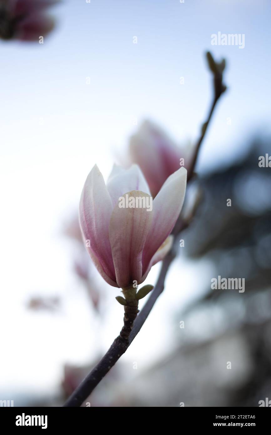 magnifique magnolia de printemps frais et florissant. mise au point sélective, flou. Banque D'Images