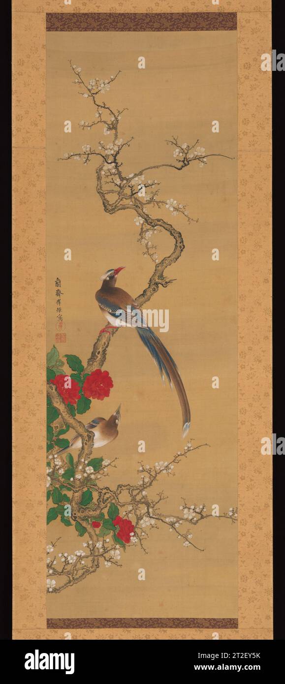 Oiseaux sur un PlumTree Kishi Ganku Japonais fin des années 1770–début des années 1780 deux oiseaux à longue queue regardent vers le haut comme si quelque chose au-delà du plan de l'image ; les branches de prune en fleurs sur lesquelles ils sont équilibrés sont enchevêtrées avec les fleurs et les feuilles d'un camélia rouge une combinaison qui représente la saison printanière. Cette peinture, avec son mélange coloré de réalisme d'inspiration chinoise et occidentale, montre l'habileté technique de Kishi Ganku, qui a étudié les styles de peinture de l'école universitaire de Kano, l'artiste chinois Shen Nanpin (fl. 1725-80), qui avait vécu pendant plusieurs années dans le port japonais cit Banque D'Images