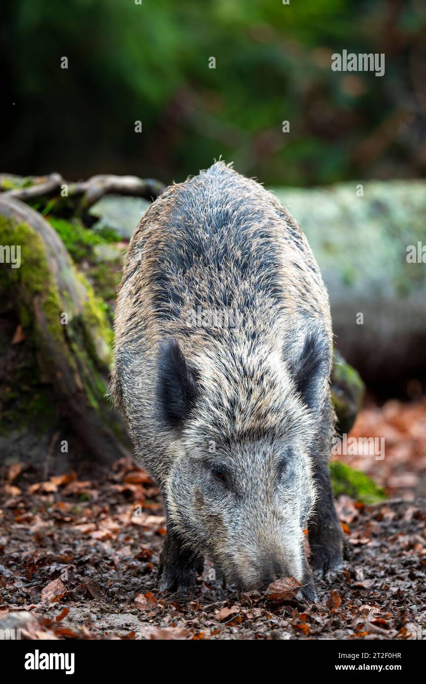 Sanglier (sus scrofa) se nourrissant dans le sol forestier de la forêt bavaroise, Allemagne. Banque D'Images