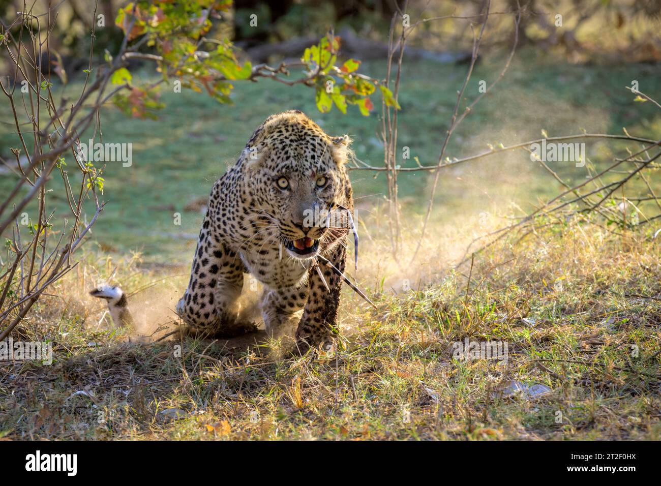 Léopard (Panthera pardus) attaquant le photographe, avec des pointes de porc-épic (Quills) dans la bouche, parc national Kruger, Afrique du Sud Banque D'Images