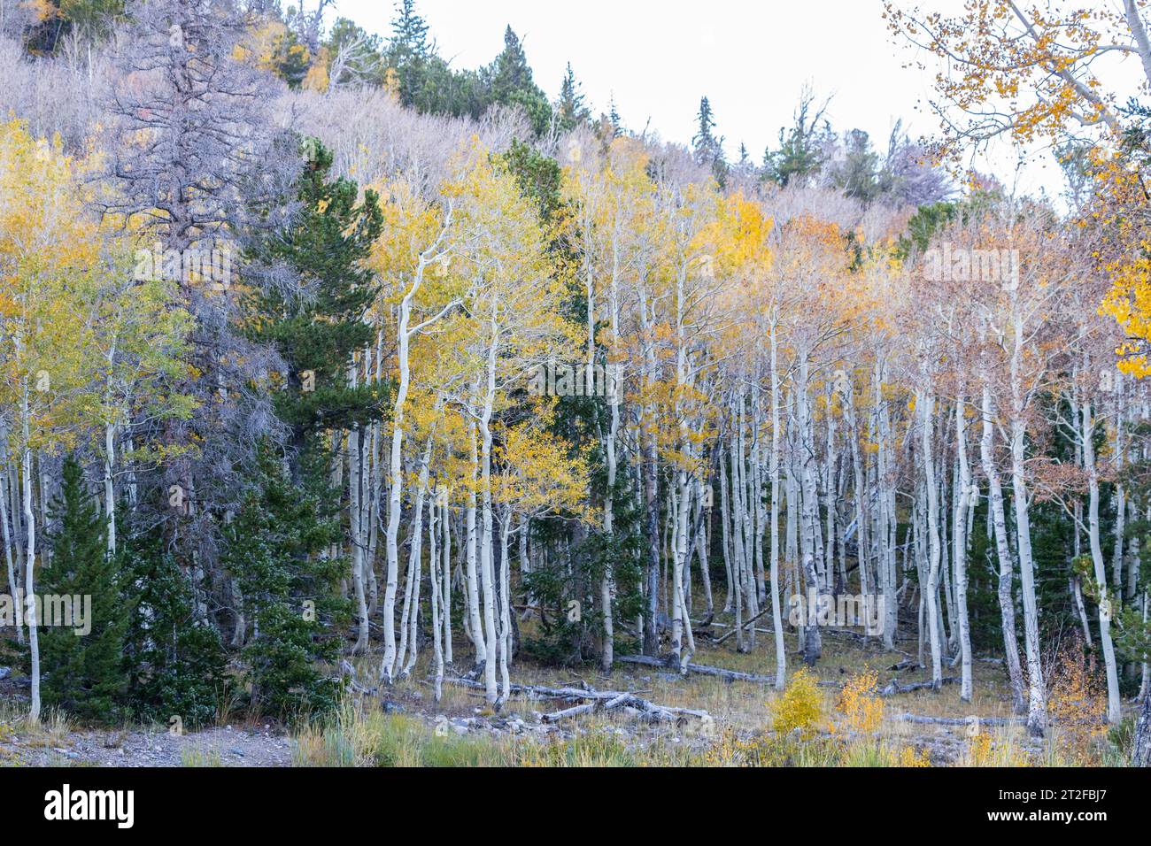 arbres sur une montagne avec des couleurs d'automne Banque D'Images