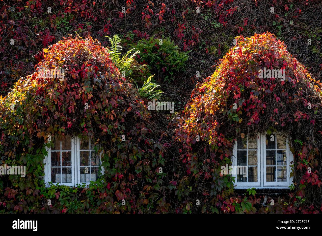 Feuilles panachées, vigne sauvage, poussant sur maison, pays de Galles, Grande-Bretagne Banque D'Images