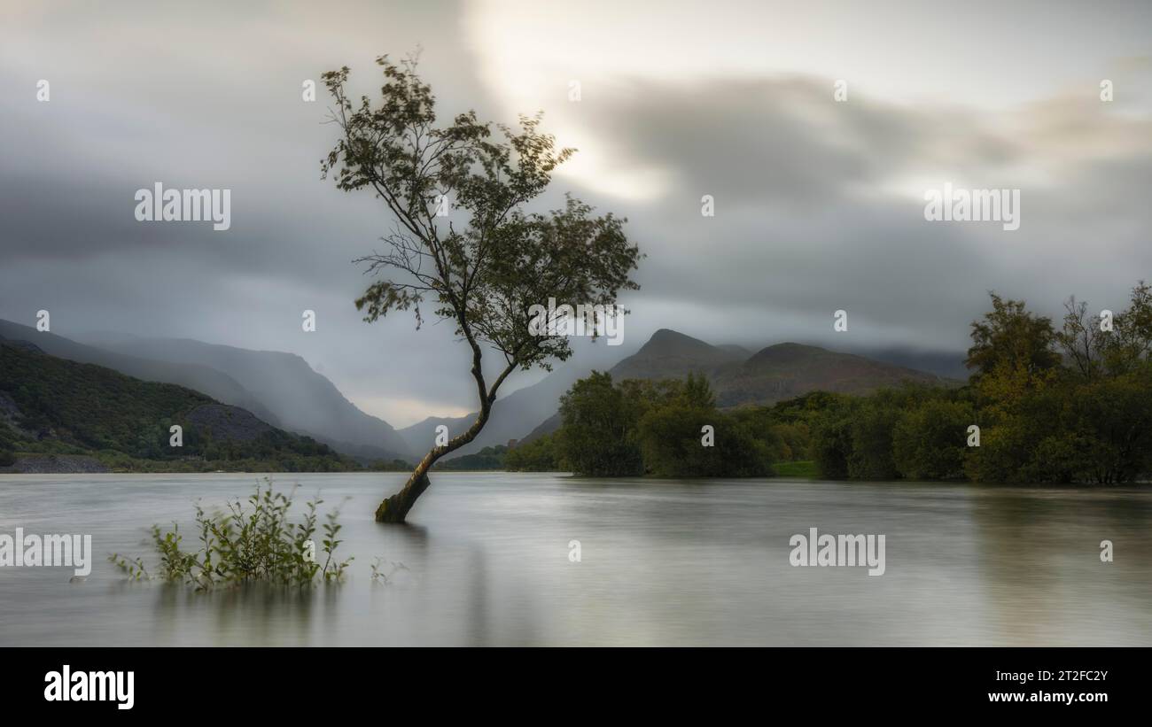 Arbre dans l'eau, Llyn Padarn, lever du soleil, Snowdonia National Park, pays de Galles, grande-Bretagne Banque D'Images