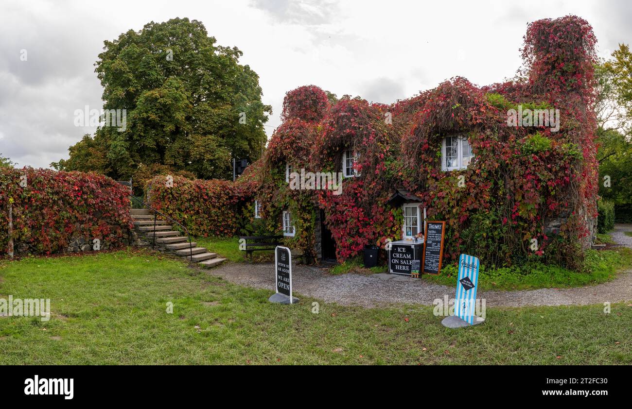 Feuilles panachées, vigne sauvage, poussant sur maison, pays de Galles, Grande-Bretagne Banque D'Images