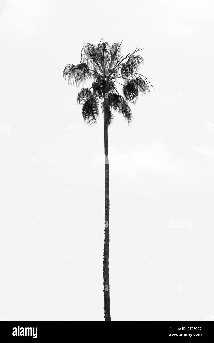 Imprimé botanique noir et blanc de palmier californien - photographie de nature et de voyage Banque D'Images