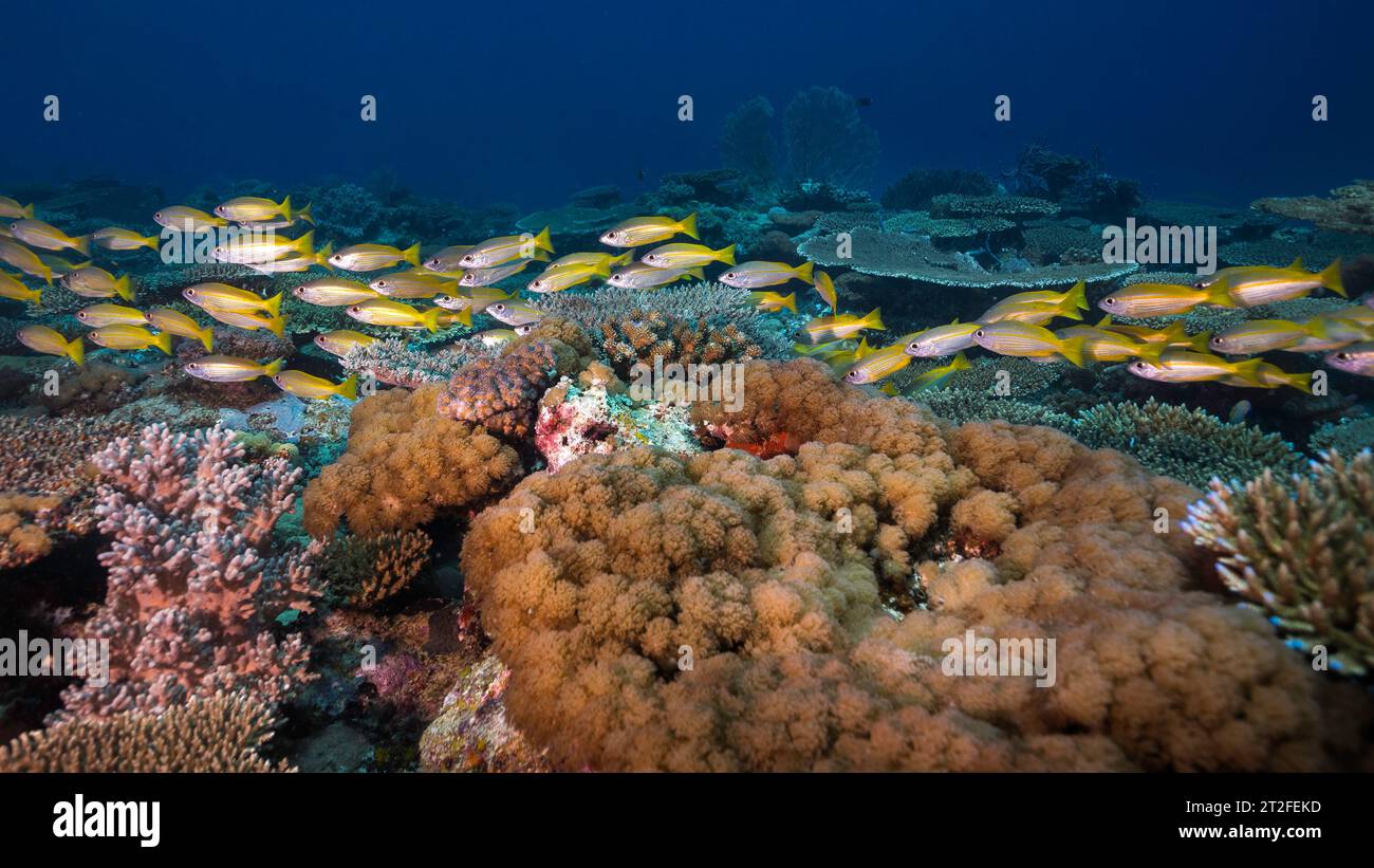 Un banc de poissons vivaneaux jaunes ou bigeyles (Lutjanus lutjanus) jaune avec des rayures légères nageant près du récif Banque D'Images