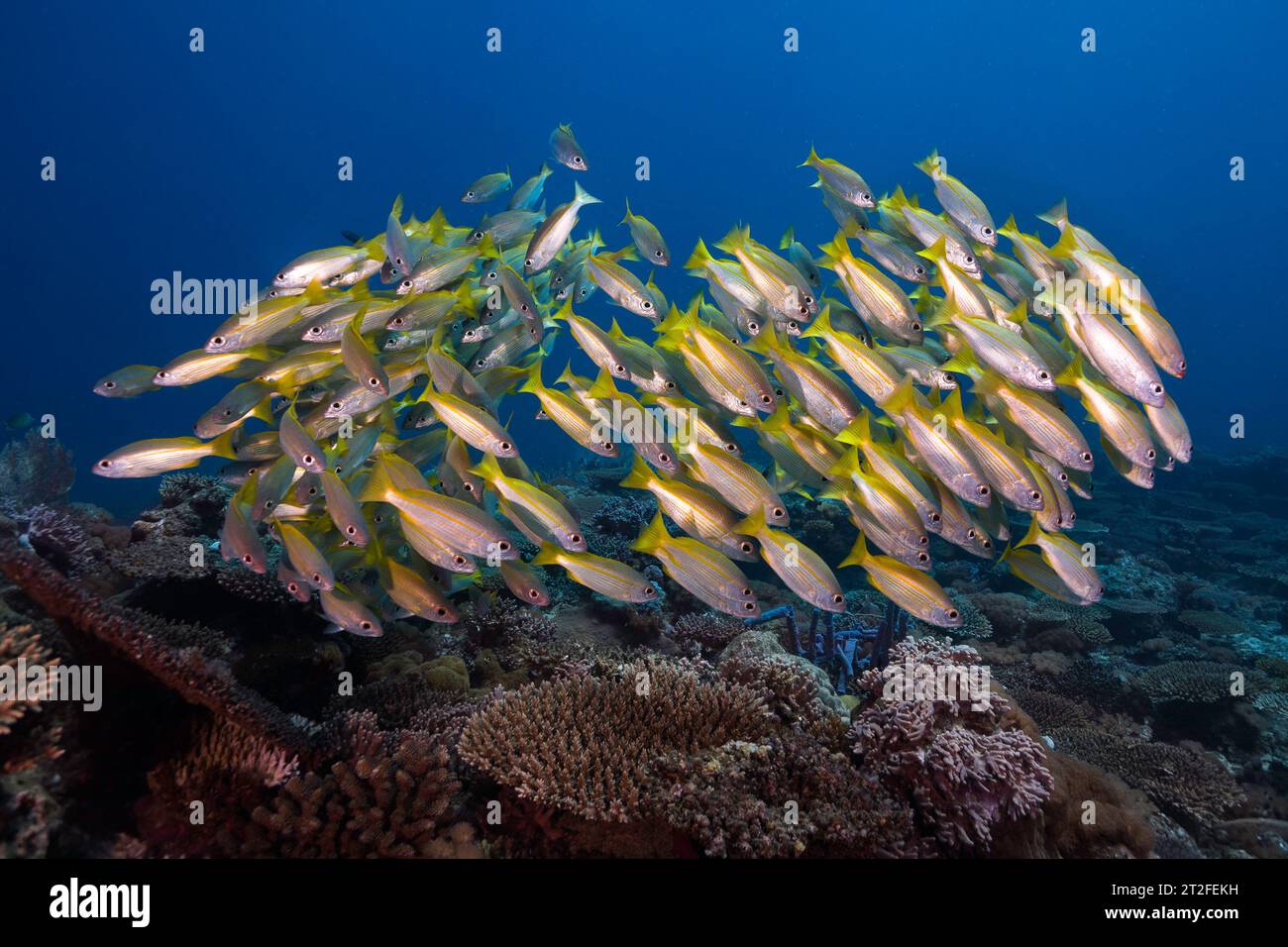 Un banc de poissons vivaneaux jaunes ou bigeyles (Lutjanus lutjanus) jaune avec des rayures légères nageant au-dessus du récif corallien Banque D'Images