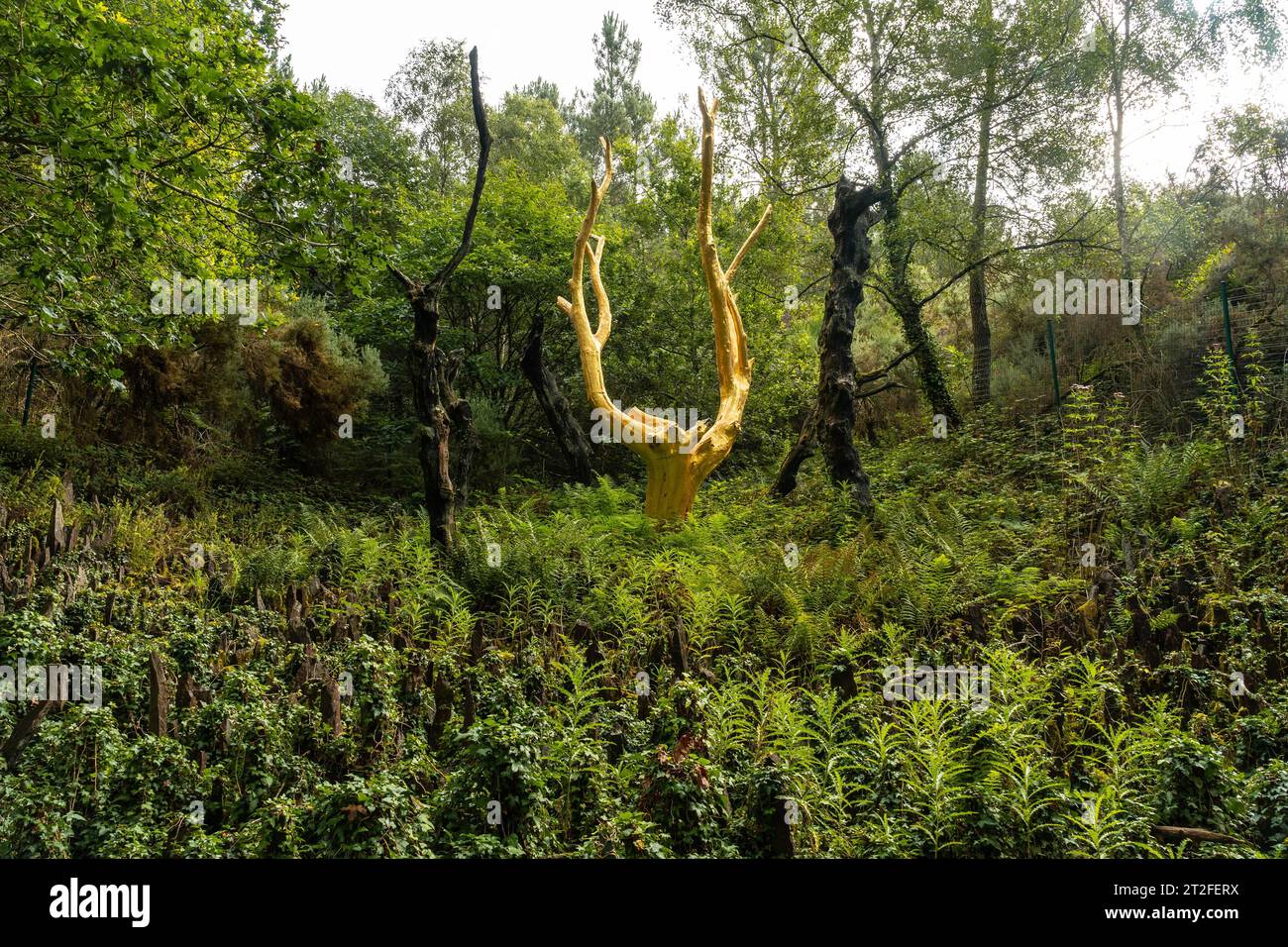 Arbre Dor dans la forêt de Brocéliande, forêt mystique française située dans le département d'Ille et Vilaine, Bretagne, près de Rennes. France Banque D'Images