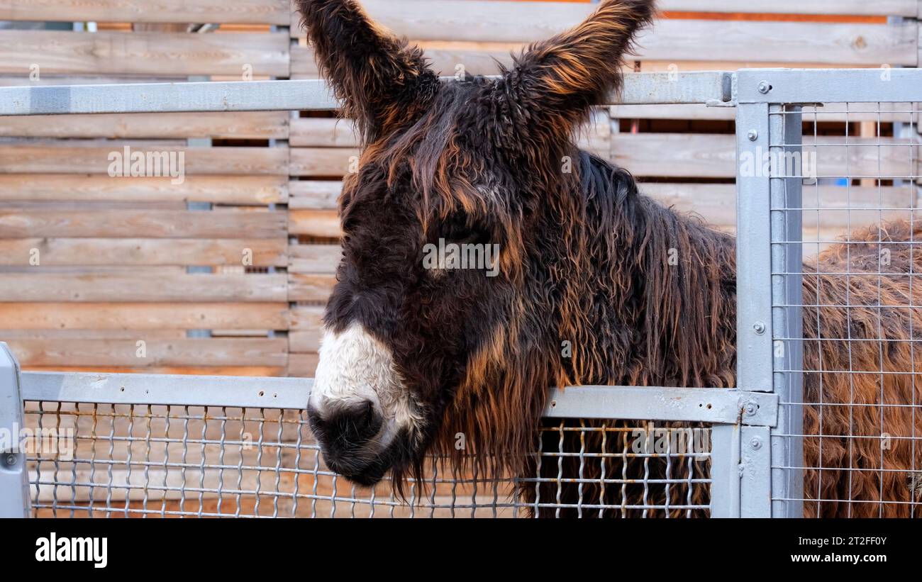 L'âne domestique se tient dans la stalle et tourne la tête. Concept de ménage, de ferme et de ranch. Banque D'Images