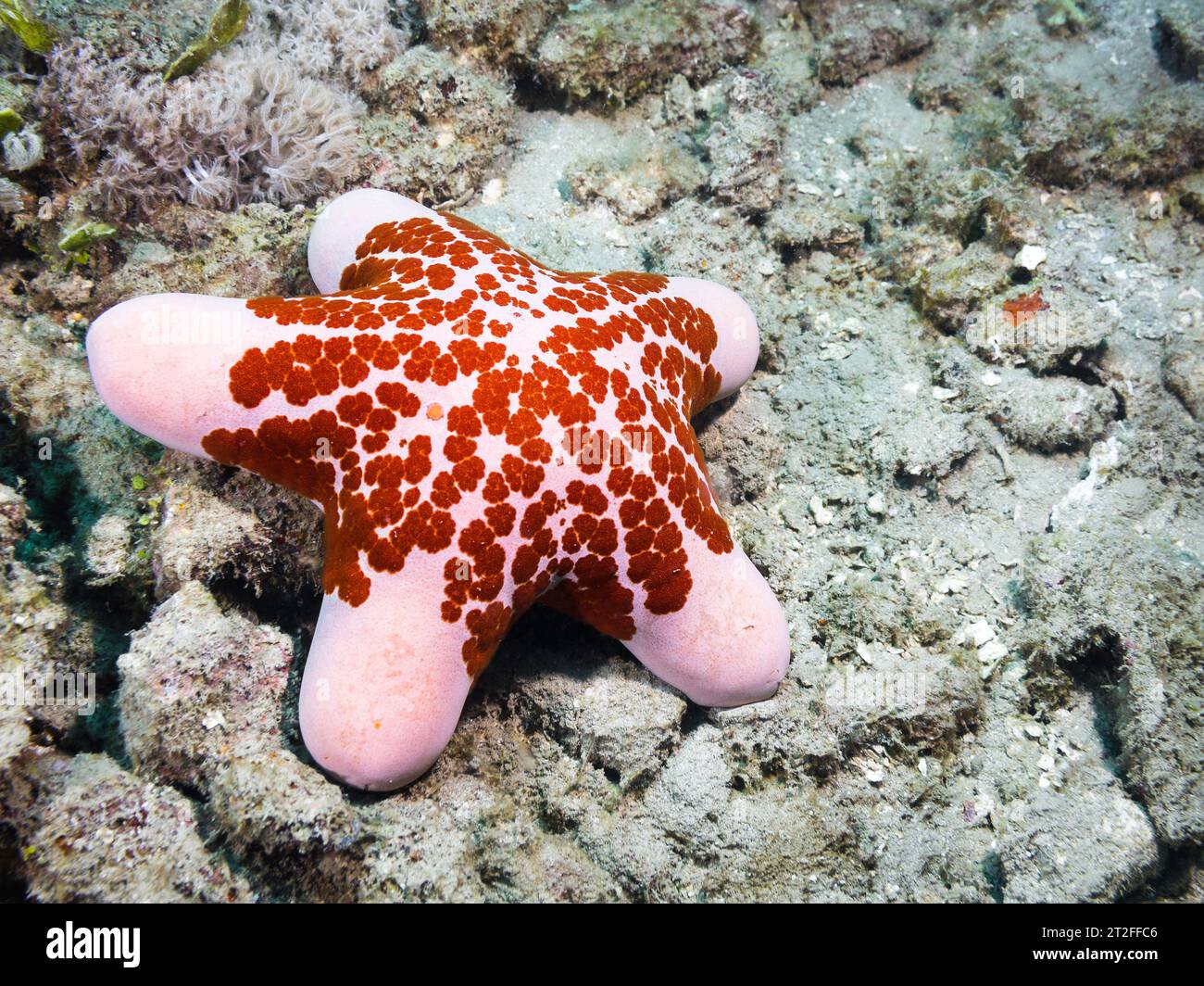 Une étoile de mer ou un poisson étoilé de couleur rose et rouge vibrante (Choriaster granulatus) au fond de la mer Banque D'Images