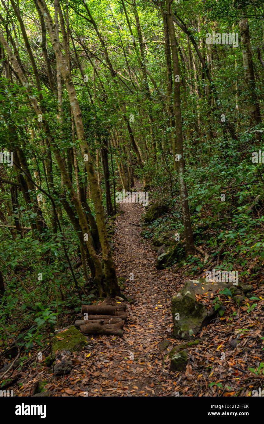 Départ du sentier dans le parc naturel de Los Tinos sur la côte nord-est de l'île de la Palma, îles Canaries. Espagne Banque D'Images