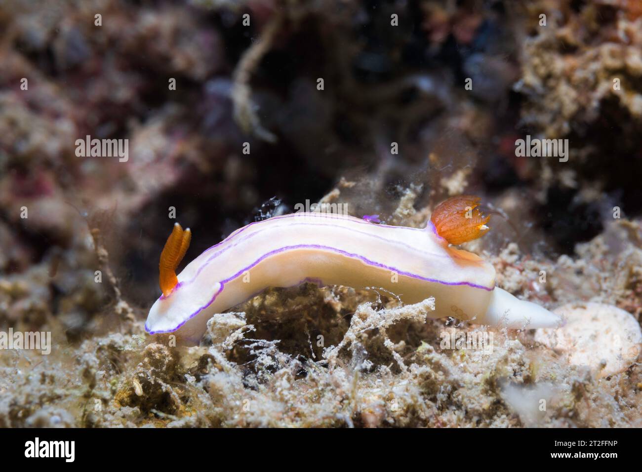 Gros plan d'une nudibranche d'Hypselodoris (Hypselodoris emma) d'Emma avec corps blanc, rhinophores et branchies violets et oranges Banque D'Images