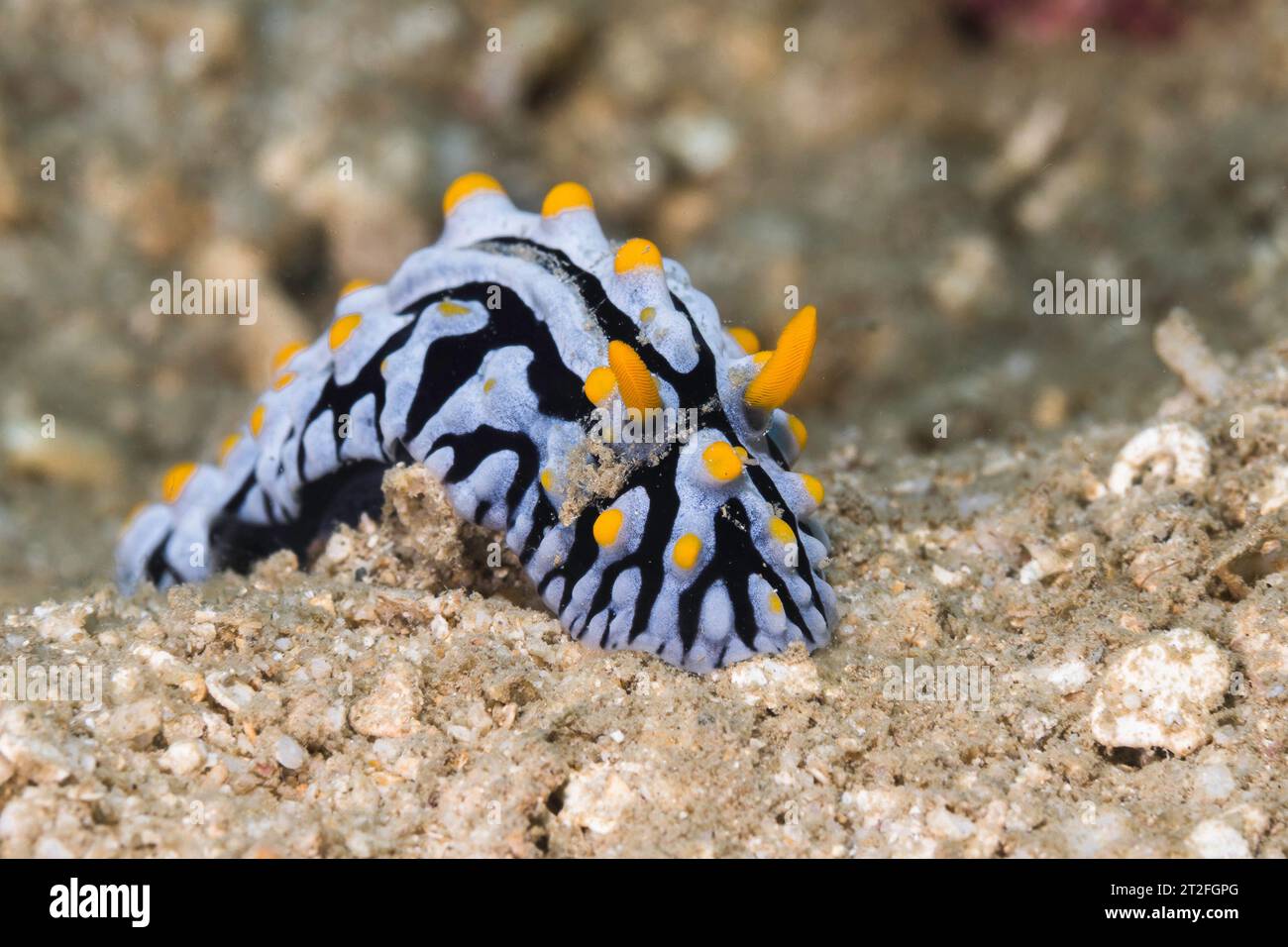 Limace variqueuse (Phyllidia varicosa) vue latérale de la limace de mer avec corps blanc et marques noires avec rhinophores jaunes sous l'eau à Nosy Be, Ma Banque D'Images