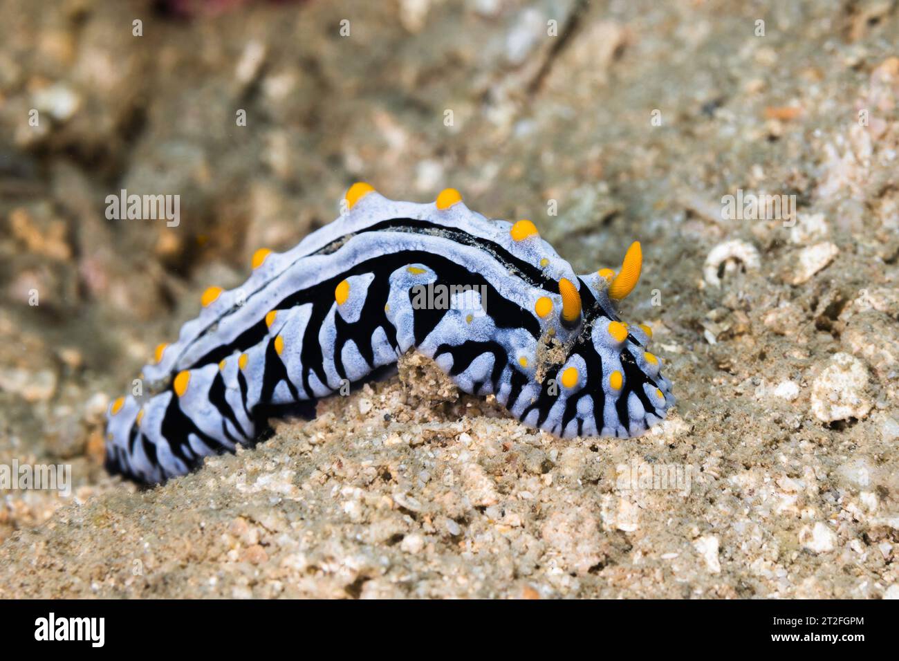 Limace variqueuse (Phyllidia varicosa) vue latérale de la limace de mer avec corps blanc et marques noires avec rhinophores jaunes sous l'eau à Nosy Be, Ma Banque D'Images