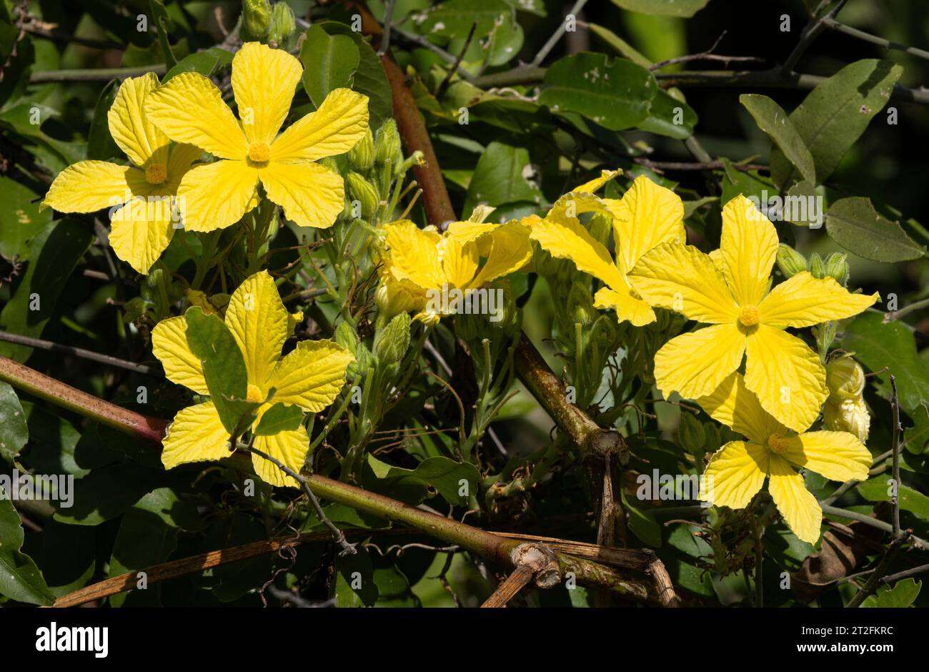 Bitter Wild Cucumber sont des vignes à croissance rapide qui utiliseront de l'herbe et des arbustes pour subvenir à leurs besoins. Leurs magnifiques fleurs attirent les insectes pollinisateurs Banque D'Images