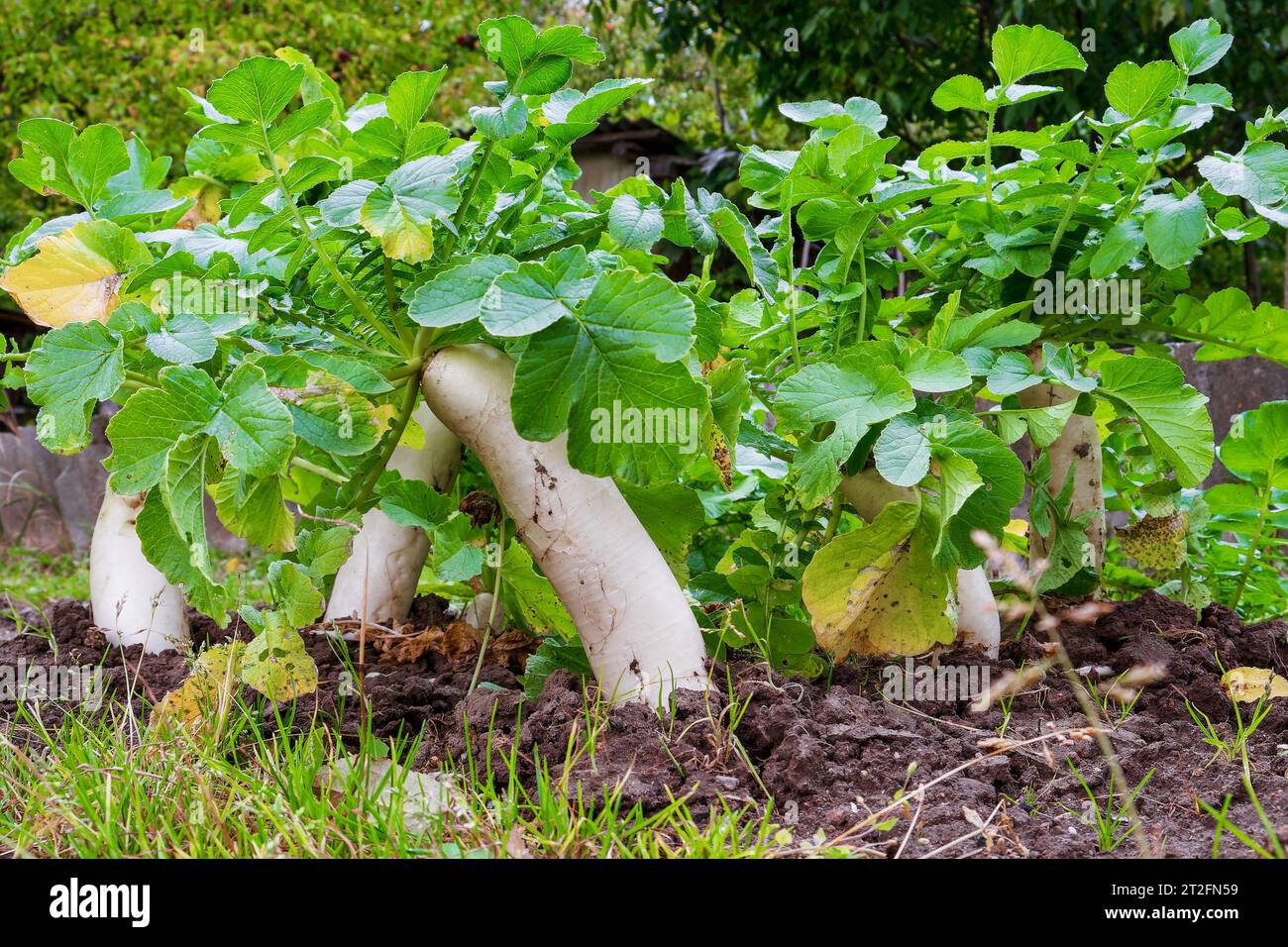 Daikon dans le lit dans des conditions naturelles. Légume-racine dans le sol Banque D'Images