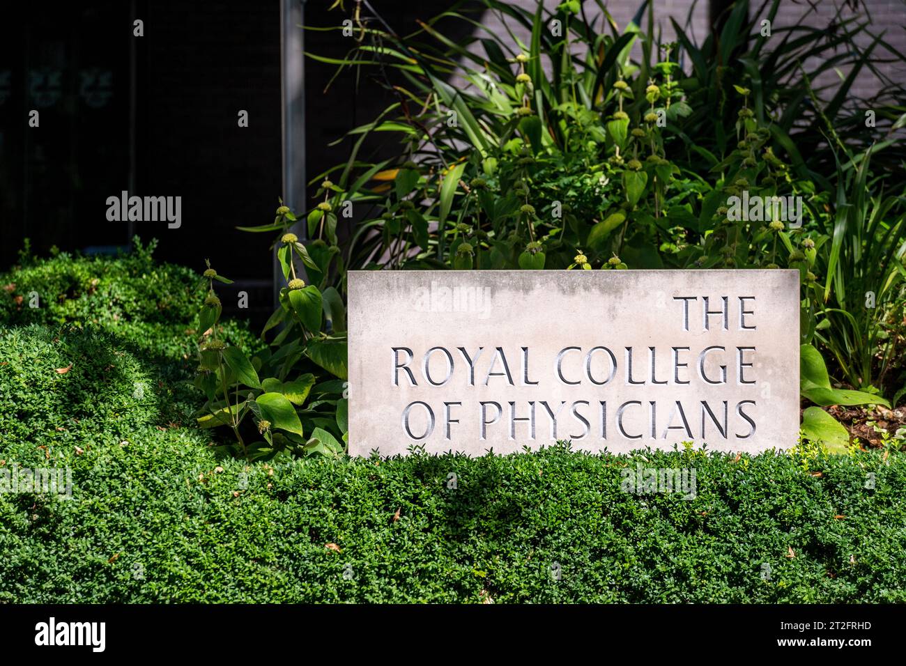 Panneau pour le Royal College of Physicians entouré de verdure à l'extérieur du bâtiment de Londres. Usage éditorial exclusif. Banque D'Images