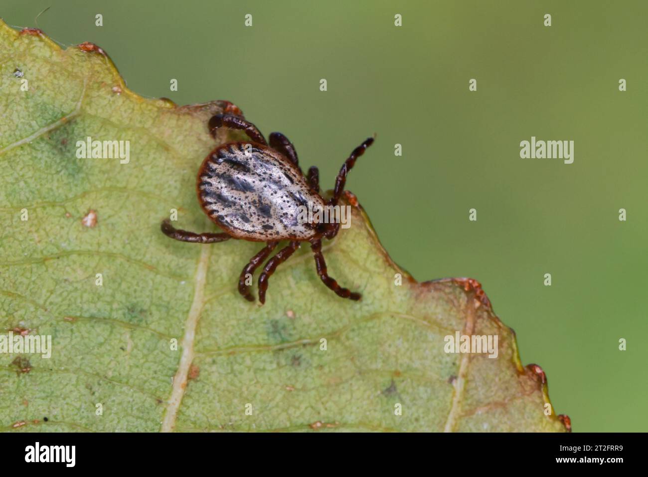 Auwaldzecke, Auwald-Zecke, Wiesenzecke, Buntzecke, Winterzecke, Zecke, Zecken, Dermacentor reticulatus, Dermacentor pictus , tique de vache ornée, orné d Banque D'Images