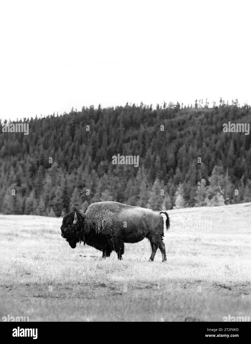 Bison solitaire broutant dans les prairies du parc national de Yellowstone en noir et blanc Banque D'Images Bison solitaire broutant dans les prairies du parc national de Yellowstone en noir et blanc Banque D'Images